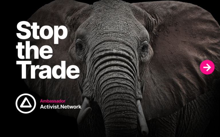 Stop the trade