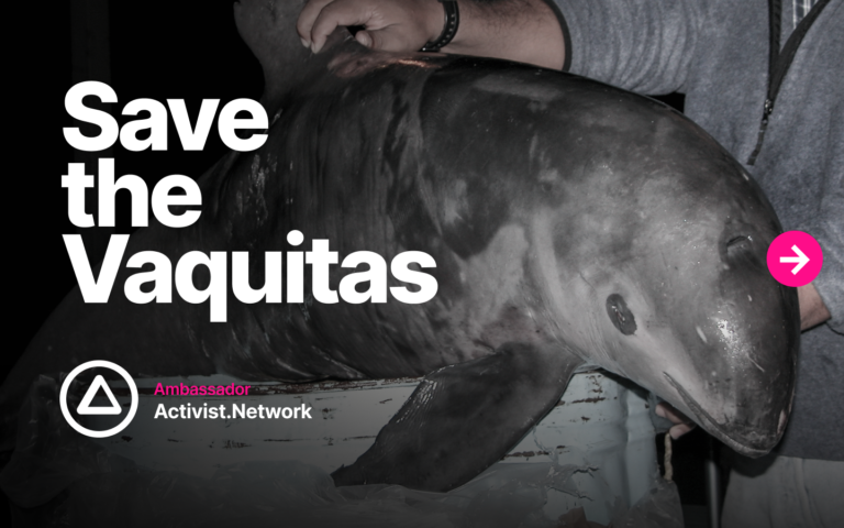 save the vaquitas